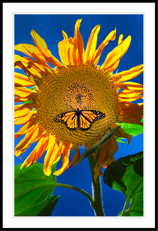 Butterfly landing on a sunflower.